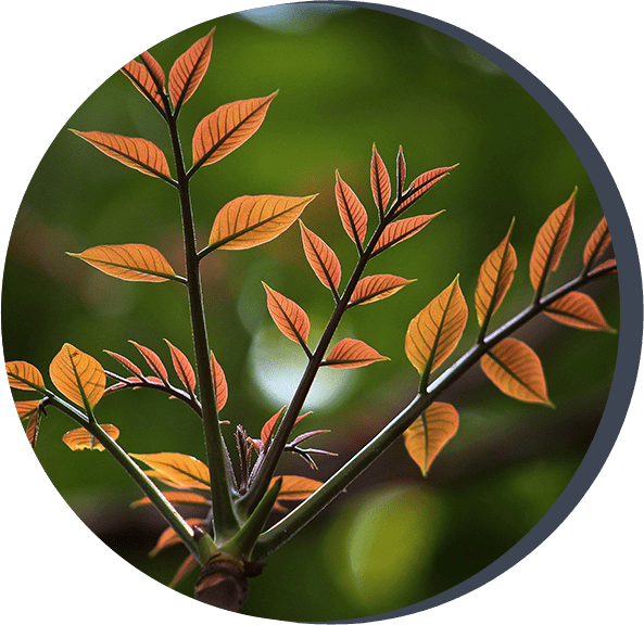 A close up of leaves on a tree branch