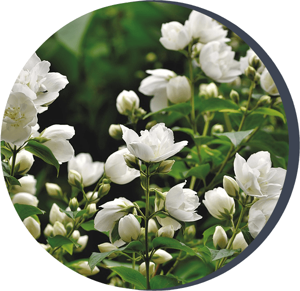 A close up of white flowers with green leaves