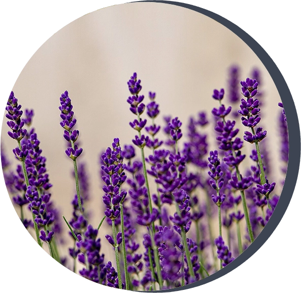 A close up of purple flowers in the sun